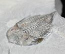 Baby Dalmanites Trilobite - New York #25915-2